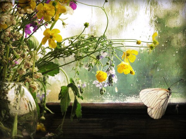 Летний дождь утро