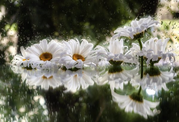 Ромашки под дождем
