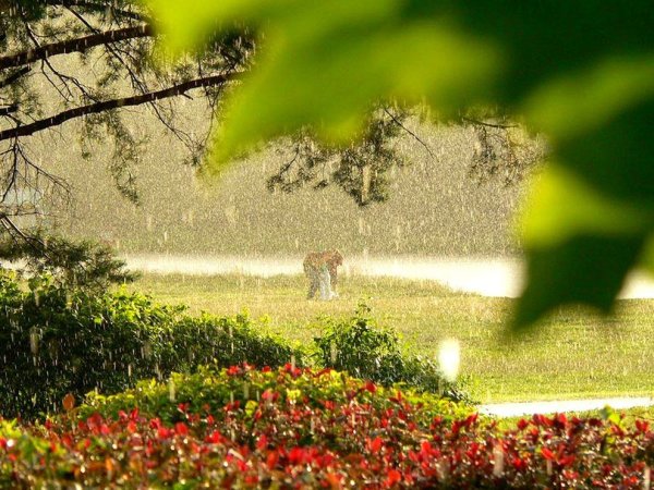 Теплый летний дождь