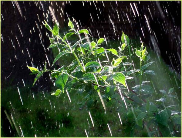 Дерево под дождем