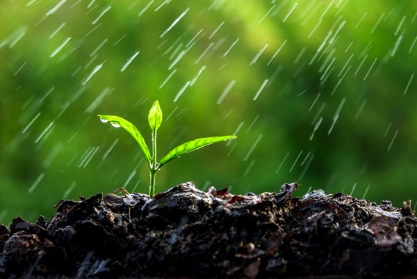 Фульвовые кислоты Гринвей