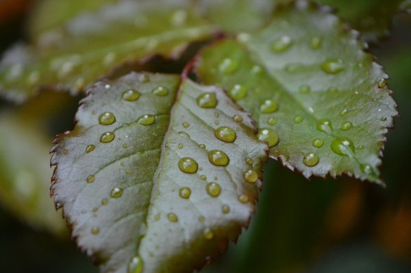 Капли дождя на листьях