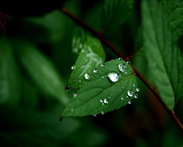 Листья после дождя