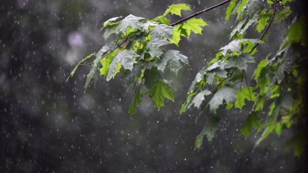 Деревья после дождя