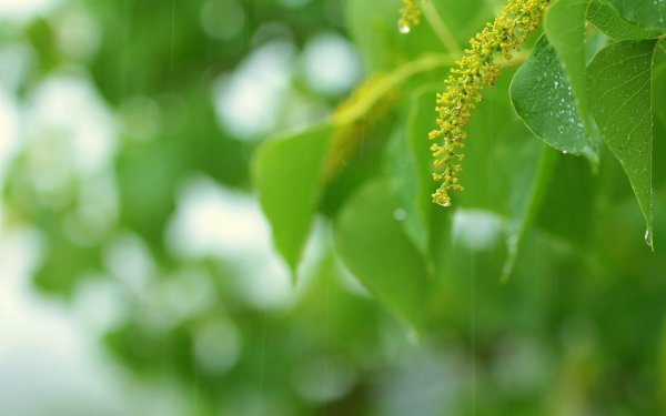 Зеленые листья в мае