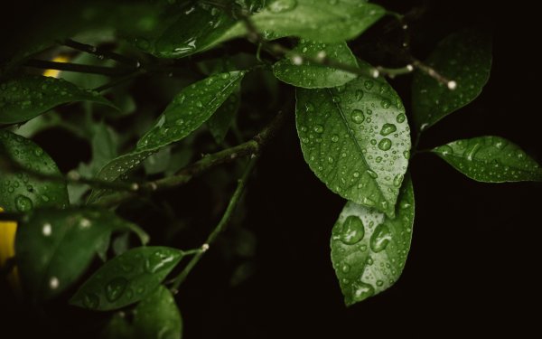 Листья с каплями воды