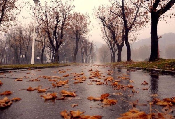 Поздняя осень дождь