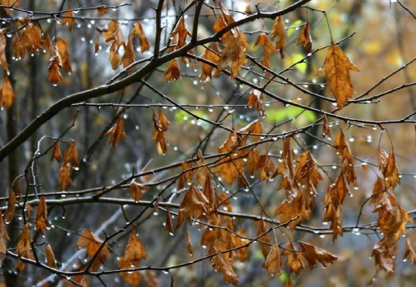 Поздняя осень дождь