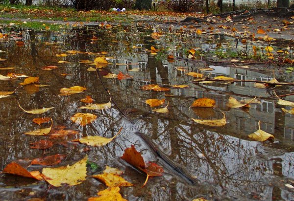 Осень дождь лужи