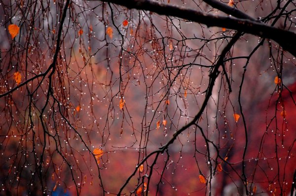 Осень Эстетика