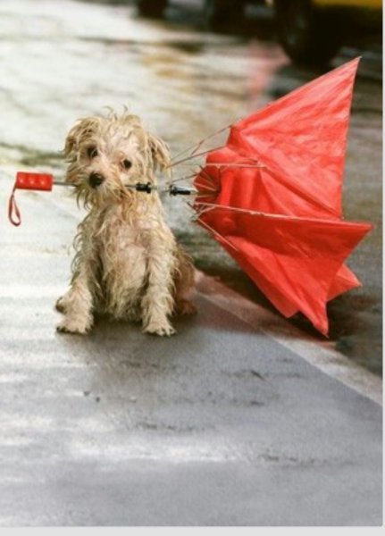 Собака под дождем