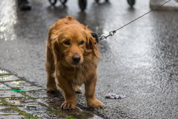 Щенок под дождем