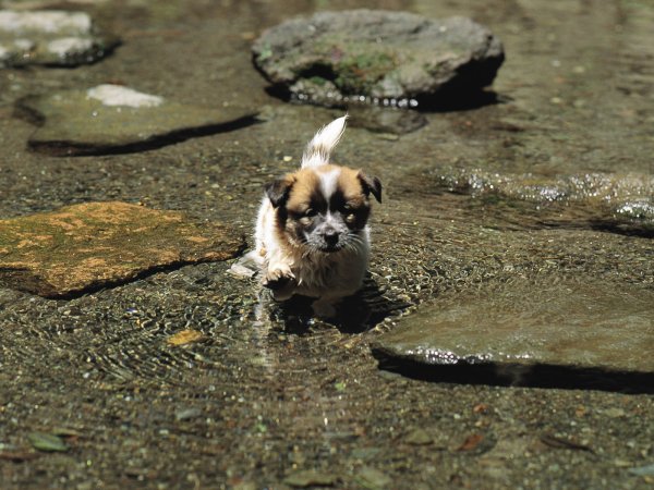 Щенок под дождем