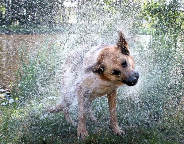 Собака под дождем