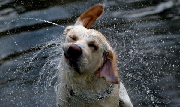 Собака отряхивается