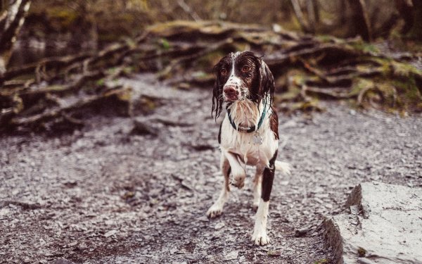 Собака под дождем