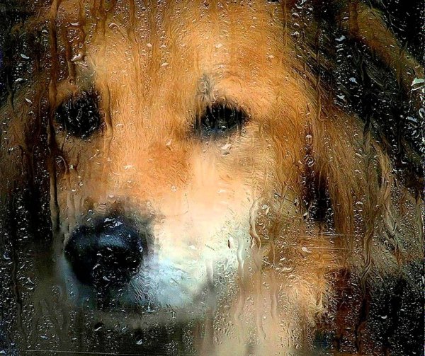 Плачущие собаки