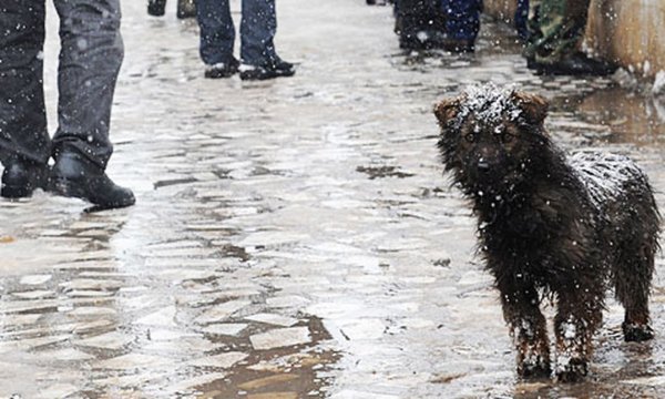 Бездомная собака под дождем