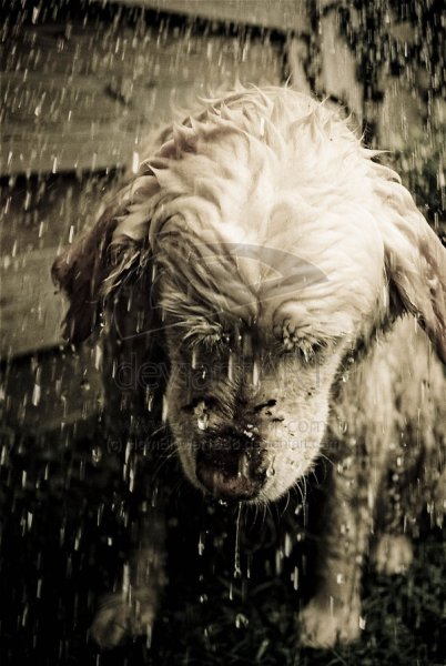 Промокшая собака
