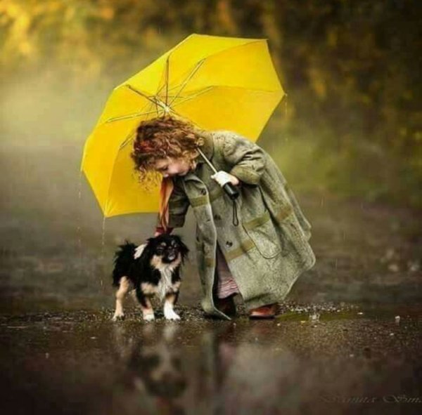 Собака под дождем