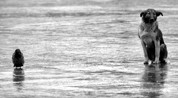 Одинокая собака