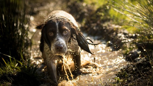 Болотная собака