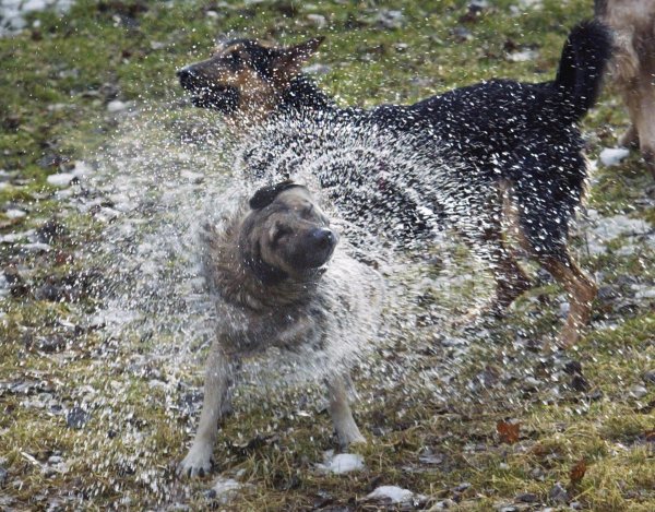 Отряхивается от воды