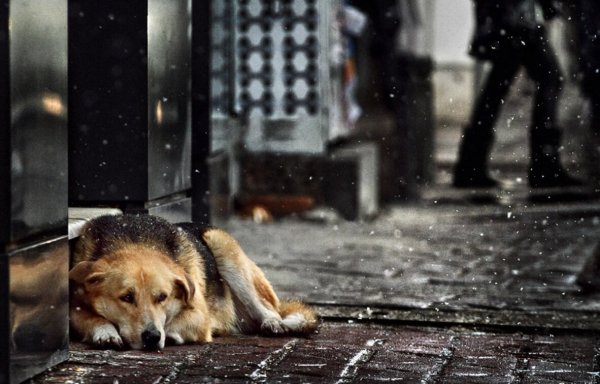 Грустная бездомная собака