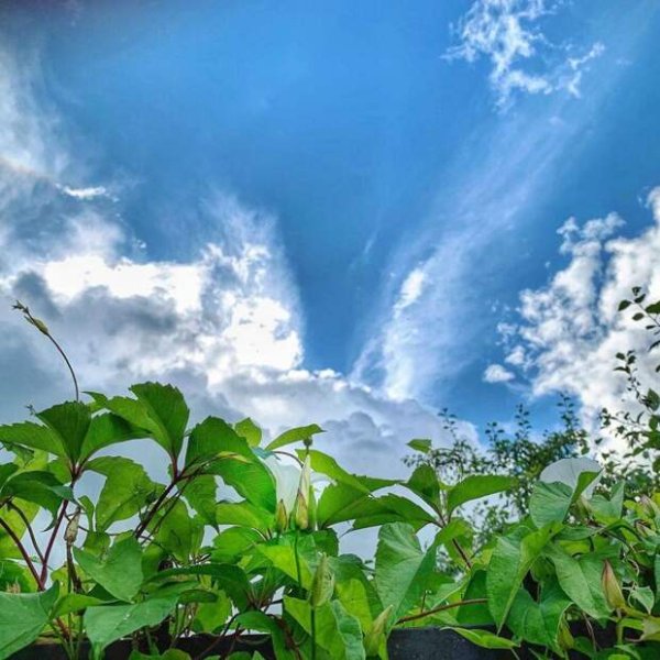 Свежесть воздуха