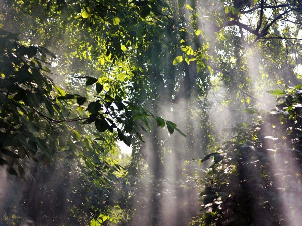 Дождь в лесу