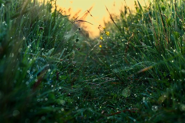 Утренняя роса