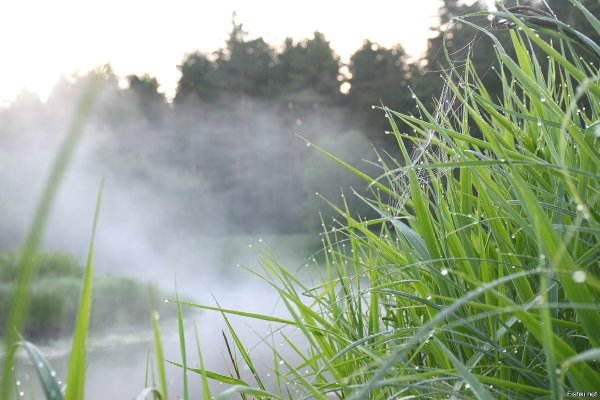 Трава в тумане