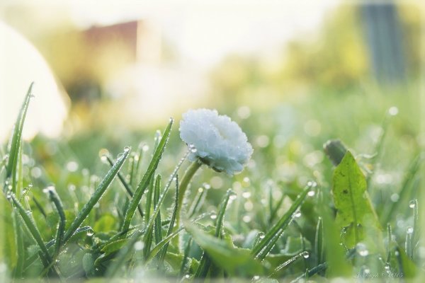 Майское утро