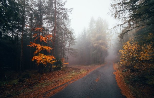 Осень лес туман