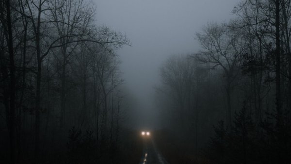 Лес ночью в тумане
