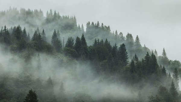 Лес дымка