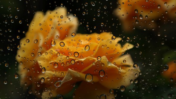 Капли дождя