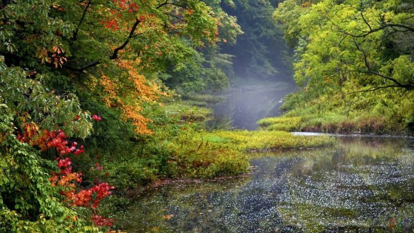 Дождь в лесу заставка
