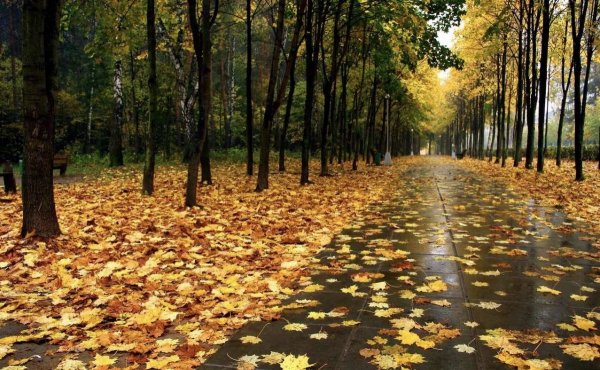 Дождливая осень