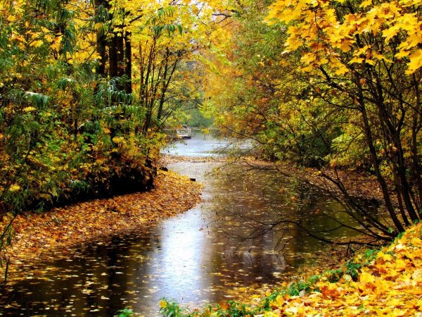 Золотая дождливая осень