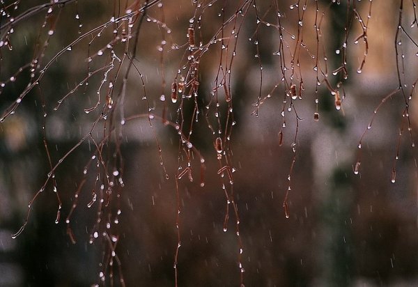 Весенний дождик