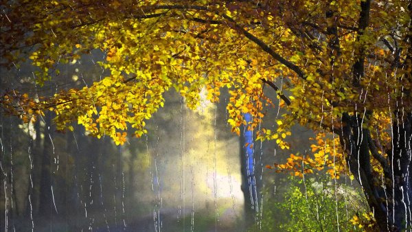 Дождливая осень
