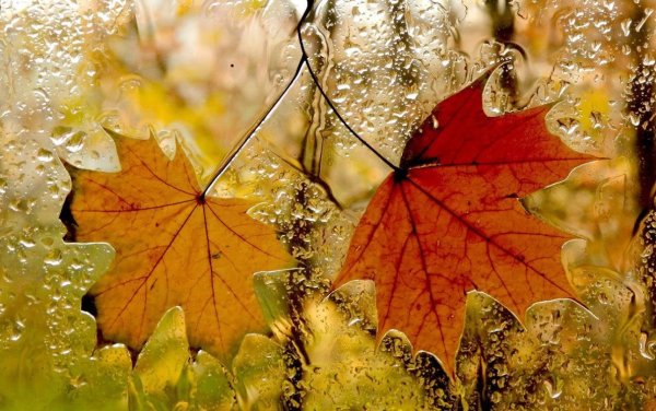 Осенний дождик