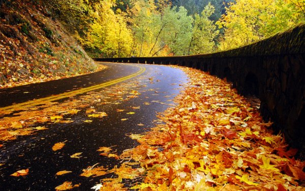 Золотая осень дорога