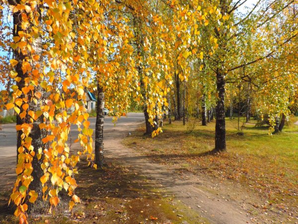 Золотая дождливая осень