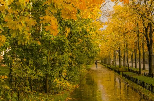 Ранняя осень дождь