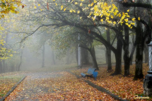 Дождливая осень