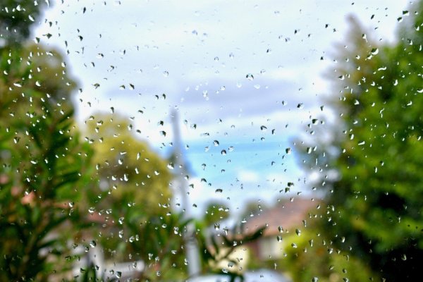 Дождь обыкновенный