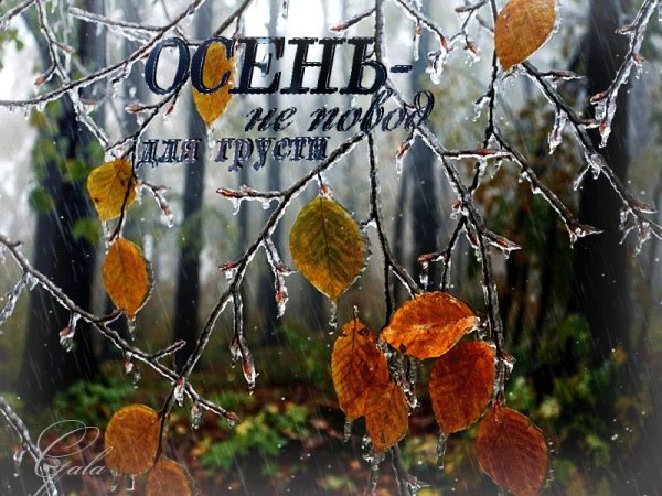 Здравствуй поздняя осень