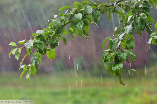 Дождь косой дождь